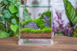 NCYP Acrylic Close Terrarium With Drainage Bottom, Suits For Fly Trap, Pitcher Plants, Moss Ball, Nursery, Small Tropical Plants 38 NCYP Acrylic Close Terrarium With Drainage Bottom, Suits For Fly Trap, Pitcher Plants, Moss Ball, Nursery, Small Tropical Plants -Ncyp Garden Sale Shop IMG 4584