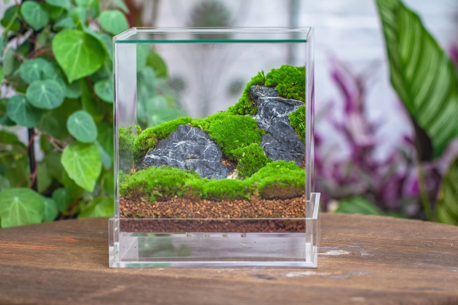 NCYP Acrylic Close Terrarium With Drainage Bottom, Suits For Fly Trap, Pitcher Plants, Moss Ball, Nursery, Small Tropical Plants 19 NCYP Acrylic Close Terrarium With Drainage Bottom, Suits For Fly Trap, Pitcher Plants, Moss Ball, Nursery, Small Tropical Plants - Image 19