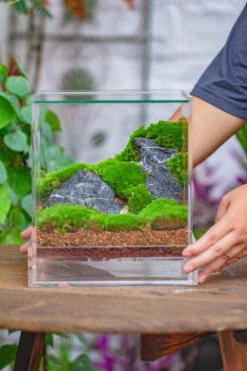 NCYP Acrylic Close Terrarium With Drainage Bottom, Suits For Fly Trap, Pitcher Plants, Moss Ball, Nursery, Small Tropical Plants 36 NCYP Acrylic Close Terrarium With Drainage Bottom, Suits For Fly Trap, Pitcher Plants, Moss Ball, Nursery, Small Tropical Plants -Ncyp Garden Sale Shop IMG 4587