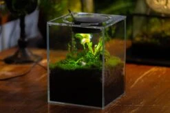 Watertight Glass Terrarium With LED Grow Light, Acrylic Lid For Carnivorous Plants-12x12x18cm / 4.7x4.7x7.1'' 19 Watertight Glass Terrarium With LED Grow Light, Acrylic Lid For Carnivorous Plants-12x12x18cm / 4.7x4.7x7.1'' -Ncyp Garden Sale Shop IMG 4782 96d7cda1 f3ec 4f64 ab79 e8dc7e2f8bdc 1