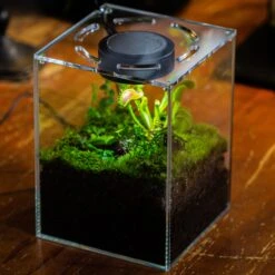 Watertight Glass Terrarium With LED Grow Light, Acrylic Lid For Carnivorous Plants-25x25x25cm / 9.8x9.8x9.8'' 23 Watertight Glass Terrarium With LED Grow Light, Acrylic Lid For Carnivorous Plants-25x25x25cm / 9.8x9.8x9.8'' -Ncyp Garden Sale Shop IMG 4783 1 08a03d4c e26e 4f54 b020 9c073743187d 2