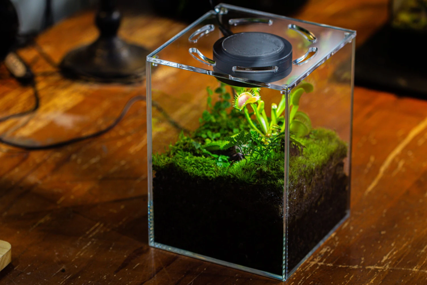 Watertight Glass Tank With LED Grow Light, Acrylic Lid, DIY Terrarium Kit- 25x25x30cm / 9.8x9.8x11.8'' 8 Watertight Glass Tank With LED Grow Light, Acrylic Lid, DIY Terrarium Kit- 25x25x30cm / 9.8x9.8x11.8'' - Image 8