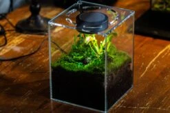 Watertight Glass Tank , Acrylic Lid, Terrarium Kit For Tropical Plants-25x25x30cm / 9.8x9.8x11.8'' -Ncyp Garden Sale Shop IMG 4784 c10bc877 f768 4cdd b5d3 0c69fc2bdb20 5
