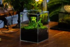 Watertight Glass Terrarium With LED Grow Light, Acrylic Lid For Carnivorous Plants-20x20x20cm / 7.8x7.8x7.8'' -Ncyp Garden Sale Shop IMG 4785 ce9d1918 b911 4690 86c7 12c07e9adb55 14