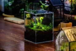Watertight Glass Tank , Acrylic Lid, Terrarium Kit For Tropical Plants-25x25x30cm / 9.8x9.8x11.8'' -Ncyp Garden Sale Shop IMG 4786 f1c00cb0 b303 4443 b6a7 2cd903d280e0 5