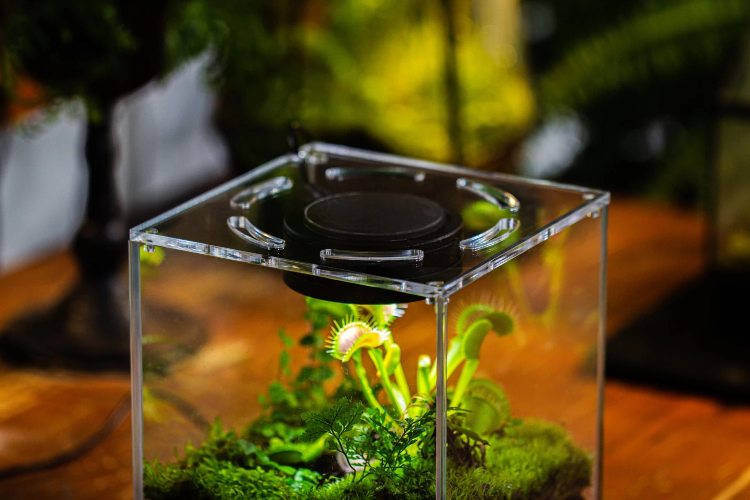 Watertight Glass Tank With LED Grow Light, Acrylic Lid, DIY Terrarium Kit- 25x25x30cm / 9.8x9.8x11.8'' 6 Watertight Glass Tank With LED Grow Light, Acrylic Lid, DIY Terrarium Kit- 25x25x30cm / 9.8x9.8x11.8'' - Image 6