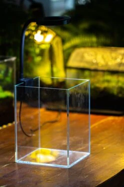 Watertight Glass Terrarium With LED Grow Light, Acrylic Lid For Carnivorous Plants-25x25x30cm / 9.8x9.8x11.8'' -Ncyp Garden Sale Shop IMG 4888 b1498bee c6ee 4987 8ea1 1a73a796ecd4