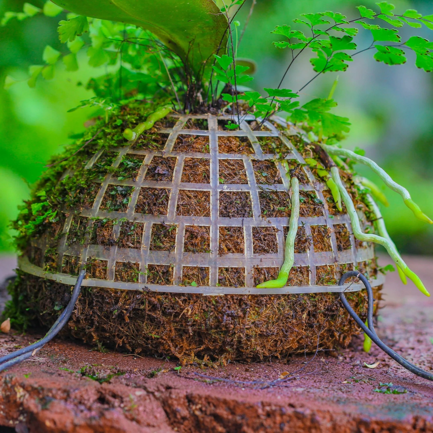 Dried Moss, 24L For DIY, Terrarium Building, Microlandscape, Orchid, Fern, Vertical Gardening 2 Dried Moss, 24L For DIY, Terrarium Building, Microlandscape, Orchid, Fern, Vertical Gardening - Image 2