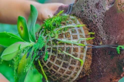 Dried Moss, 24L For DIY, Terrarium Building, Microlandscape, Orchid, Fern, Vertical Gardening 28 Dried Moss, 24L For DIY, Terrarium Building, Microlandscape, Orchid, Fern, Vertical Gardening -Ncyp Garden Sale Shop IMG 4935