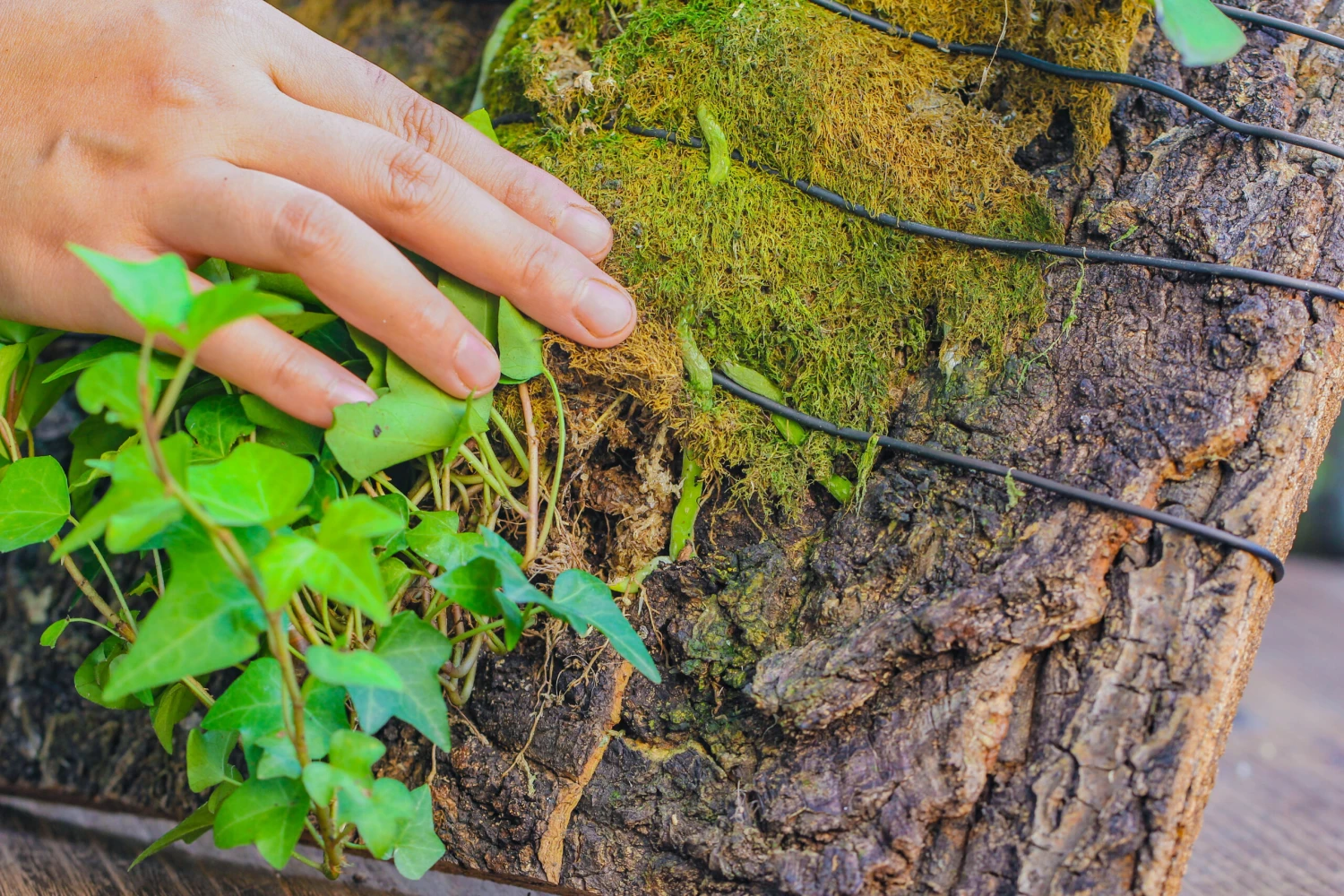 Dried Moss, 24L For DIY, Terrarium Building, Microlandscape, Orchid, Fern, Vertical Gardening 11 Dried Moss, 24L For DIY, Terrarium Building, Microlandscape, Orchid, Fern, Vertical Gardening - Image 11