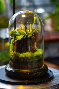 Glass Cloche Terrarium Bell Jar With Glass Base With Top Air Hole, With LED Grow Lamp Set, Glass Dome Planter Set For Plants 20 Glass Cloche Terrarium Bell Jar With Glass Base With Top Air Hole, With LED Grow Lamp Set, Glass Dome Planter Set For Plants -Ncyp Garden Sale Shop IMG 4944 1