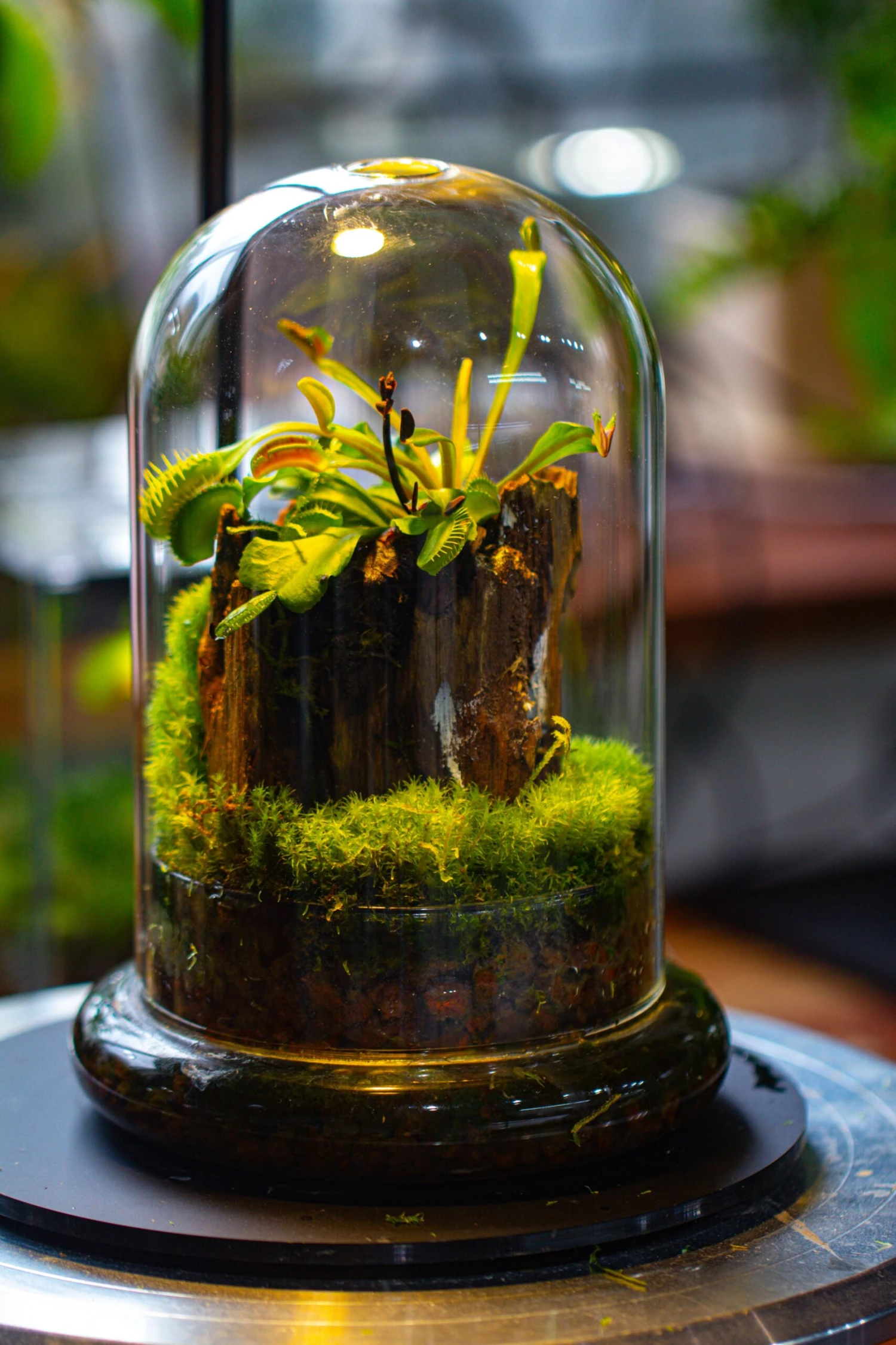Glass Cloche Terrarium Bell Jar With Glass Base With Top Air Hole, With LED Grow Lamp Set, Glass Dome Planter Set For Plants 4 Glass Cloche Terrarium Bell Jar With Glass Base With Top Air Hole, With LED Grow Lamp Set, Glass Dome Planter Set For Plants - Image 4