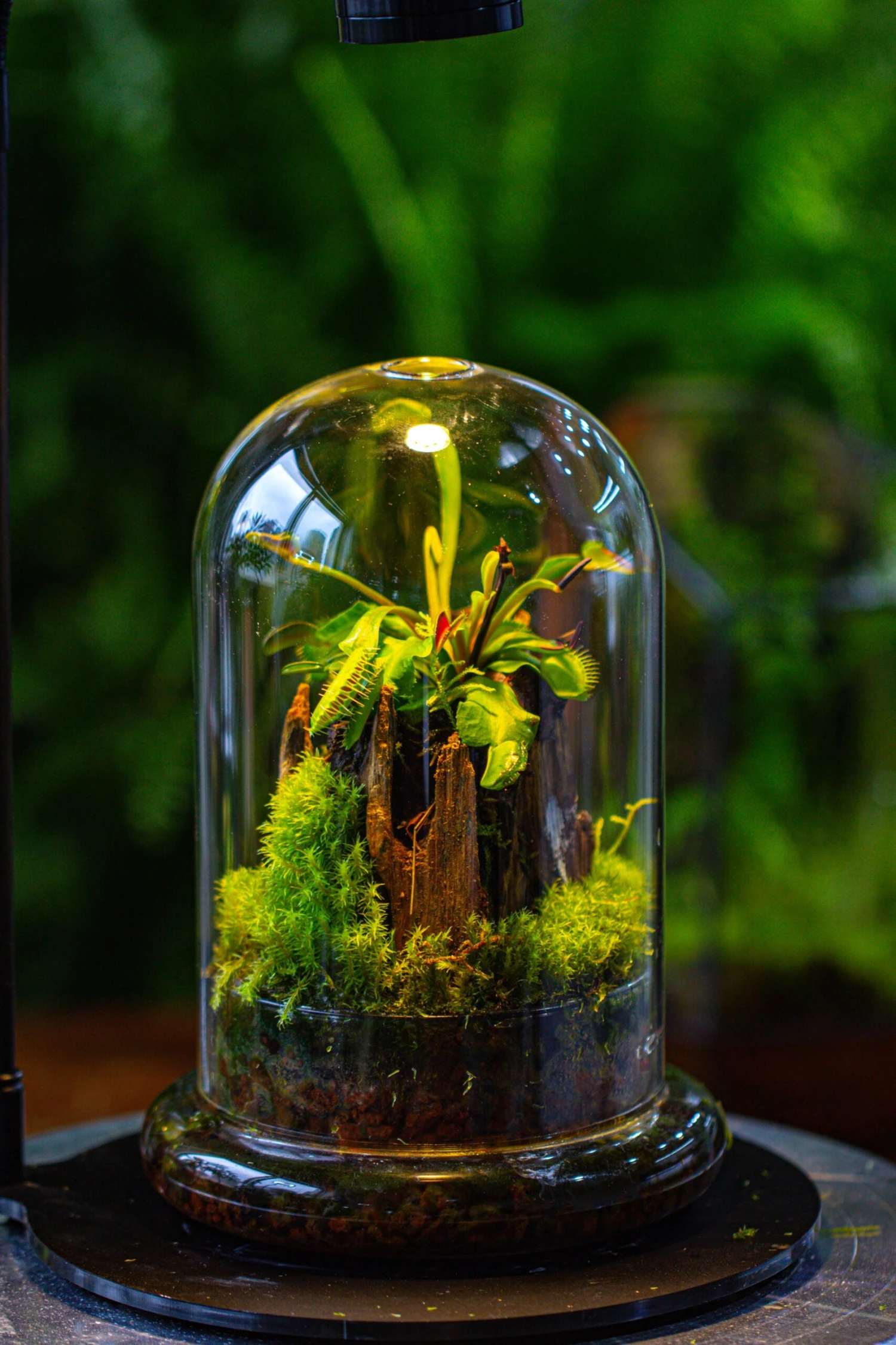 Glass Cloche Terrarium Bell Jar With Glass Base With Top Air Hole, With LED Grow Lamp Set, Glass Dome Planter Set For Plants 5 Glass Cloche Terrarium Bell Jar With Glass Base With Top Air Hole, With LED Grow Lamp Set, Glass Dome Planter Set For Plants - Image 5
