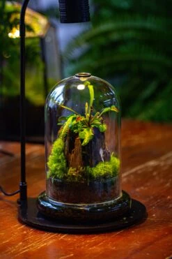 Glass Cloche Terrarium Bell Jar With Glass Base With Top Air Hole, With LED Grow Lamp Set, Glass Dome Planter Set For Plants 22 Glass Cloche Terrarium Bell Jar With Glass Base With Top Air Hole, With LED Grow Lamp Set, Glass Dome Planter Set For Plants -Ncyp Garden Sale Shop IMG 4946 2