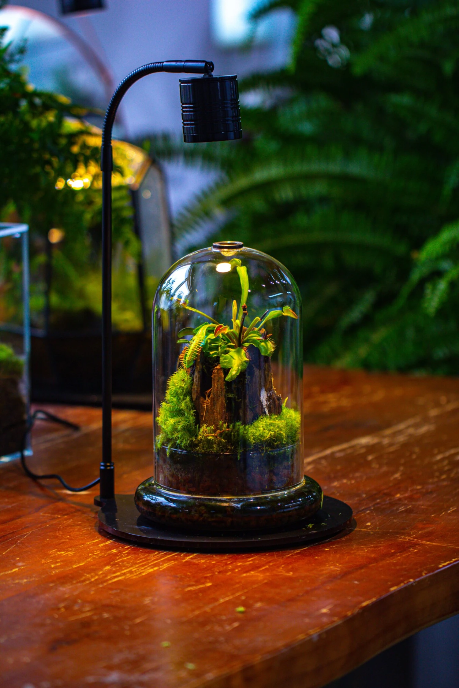 Glass Cloche Terrarium Bell Jar With Glass Base With Top Air Hole, With LED Grow Lamp Set, Glass Dome Planter Set For Plants 7 Glass Cloche Terrarium Bell Jar With Glass Base With Top Air Hole, With LED Grow Lamp Set, Glass Dome Planter Set For Plants - Image 7