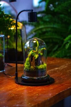 Glass Cloche Terrarium Bell Jar With Glass Base With Top Air Hole,Glass Dome Planter For Plants -Ncyp Garden Sale Shop IMG 4947