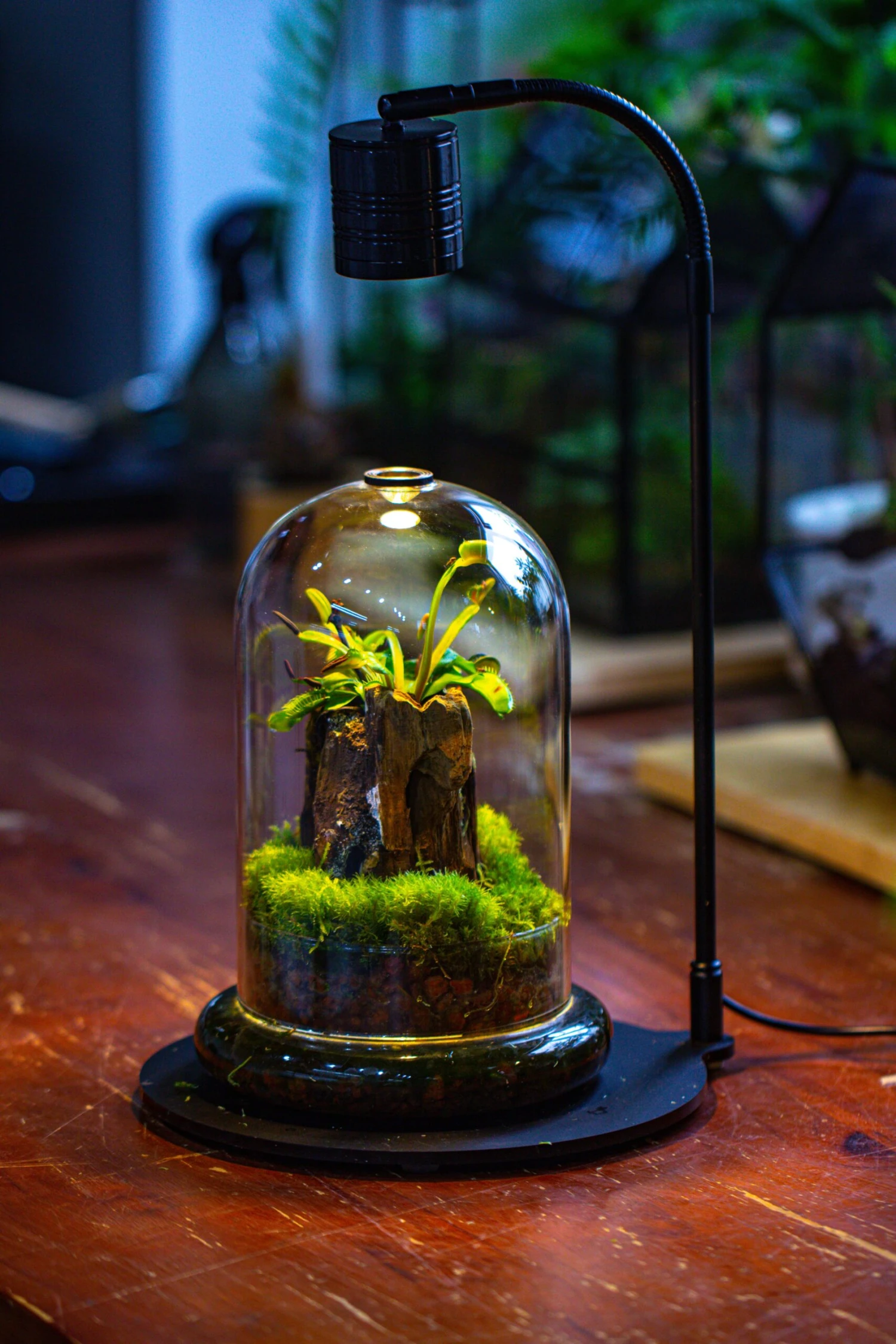 Glass Cloche Terrarium Bell Jar With Glass Base With Top Air Hole, With LED Grow Lamp Set, Glass Dome Planter Set For Plants 8 Glass Cloche Terrarium Bell Jar With Glass Base With Top Air Hole, With LED Grow Lamp Set, Glass Dome Planter Set For Plants - Image 8