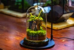 Glass Cloche Terrarium Bell Jar With Glass Base With Top Air Hole, With LED Grow Lamp Set, Glass Dome Planter Set For Plants 33 Glass Cloche Terrarium Bell Jar With Glass Base With Top Air Hole, With LED Grow Lamp Set, Glass Dome Planter Set For Plants -Ncyp Garden Sale Shop IMG 4949 f95e2579 545a 4636 b7d7 2aea3d5d7c56 1