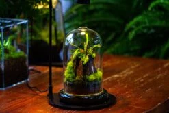 Glass Cloche Terrarium Bell Jar With Glass Base With Top Air Hole,Glass Dome Planter For Plants -Ncyp Garden Sale Shop IMG 4950