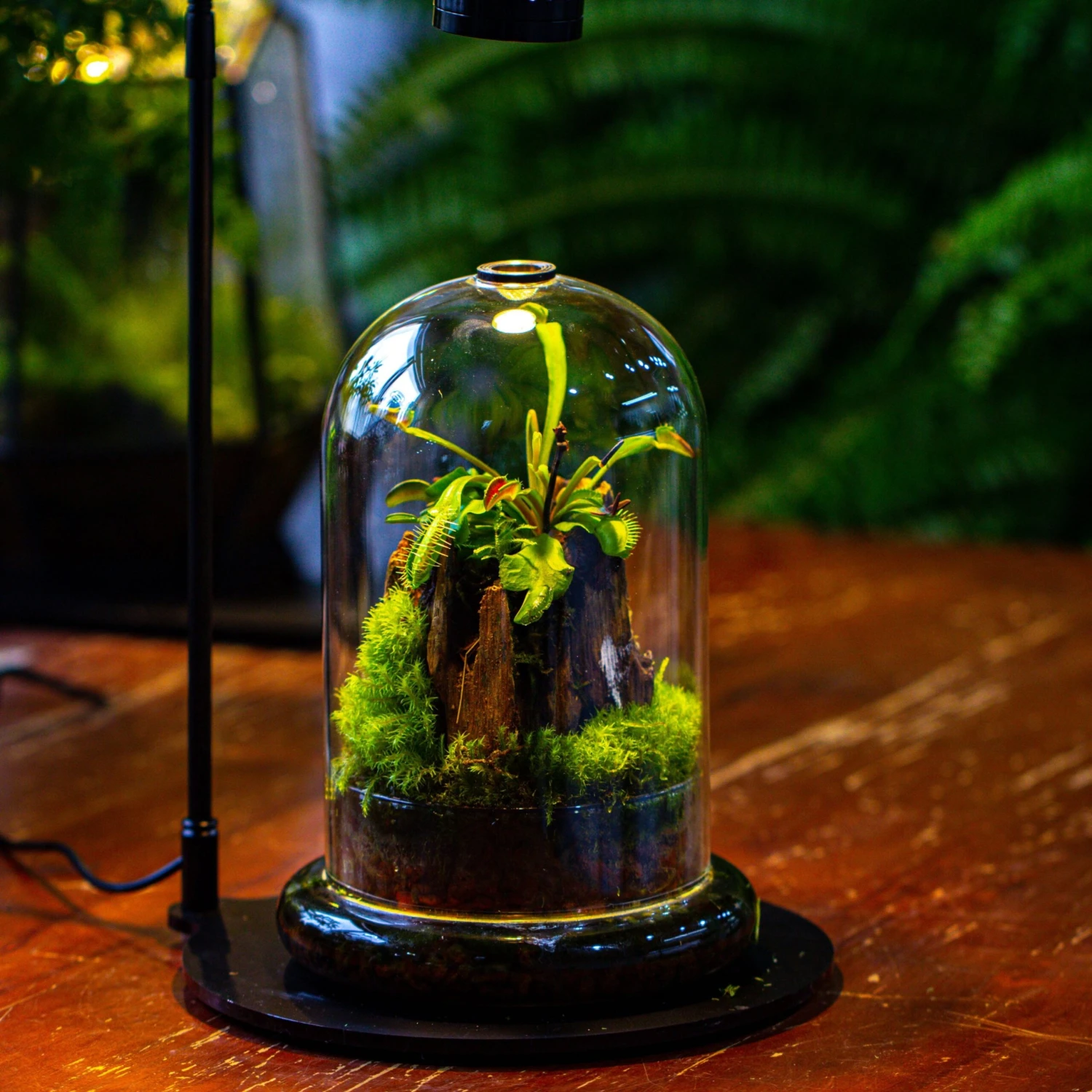 Glass Cloche Terrarium Bell Jar With Glass Base With Top Air Hole, With LED Grow Lamp Set, Glass Dome Planter Set For Plants 1 Glass Cloche Terrarium Bell Jar With Glass Base With Top Air Hole, With LED Grow Lamp Set, Glass Dome Planter Set For Plants