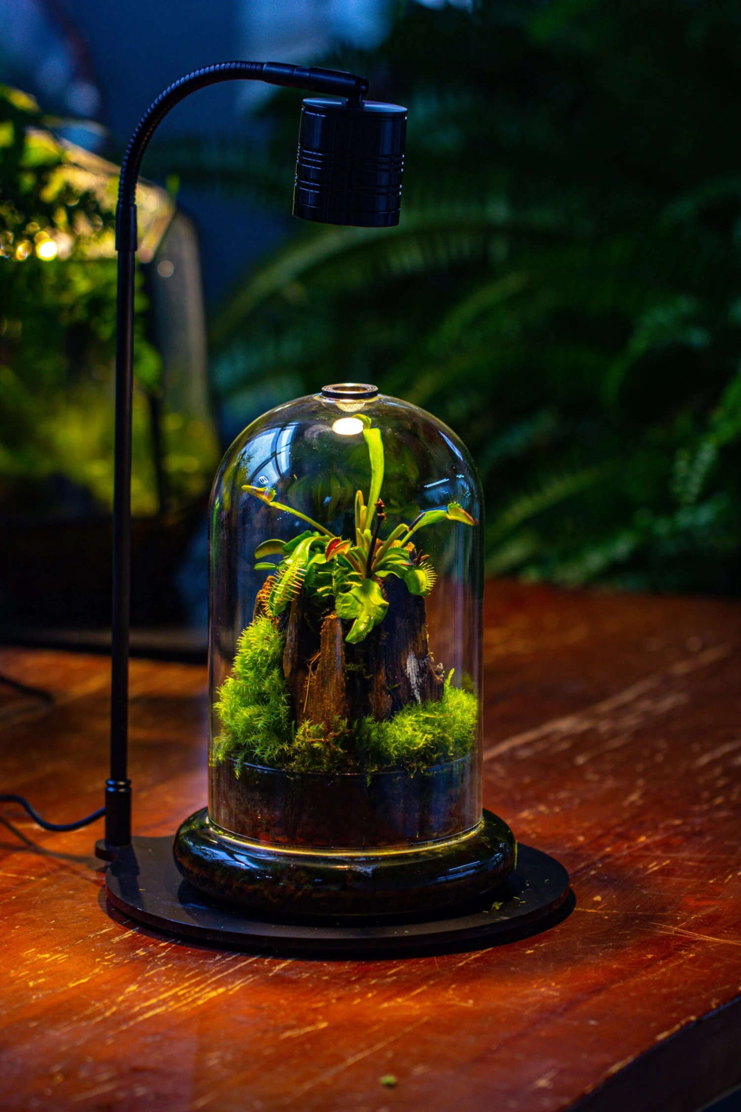 Glass Cloche Terrarium Bell Jar With Glass Base With Top Air Hole, With LED Grow Lamp Set, Glass Dome Planter Set For Plants 3 Glass Cloche Terrarium Bell Jar With Glass Base With Top Air Hole, With LED Grow Lamp Set, Glass Dome Planter Set For Plants - Image 3