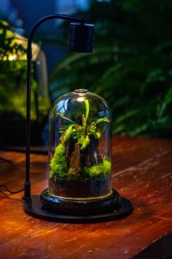 Glass Cloche Terrarium Bell Jar With Glass Base With Top Air Hole,Glass Dome Planter For Plants -Ncyp Garden Sale Shop IMG 4951