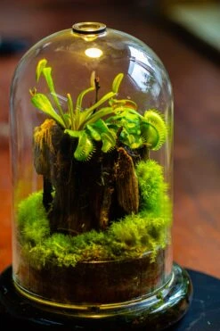 Glass Cloche Terrarium Bell Jar With Glass Base With Top Air Hole, With LED Grow Lamp Set, Glass Dome Planter Set For Plants 28 Glass Cloche Terrarium Bell Jar With Glass Base With Top Air Hole, With LED Grow Lamp Set, Glass Dome Planter Set For Plants -Ncyp Garden Sale Shop IMG 4964 1