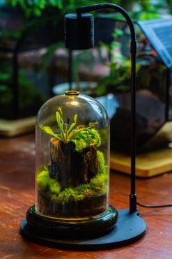 Glass Cloche Terrarium Bell Jar With Glass Base With Top Air Hole, With LED Grow Lamp Set, Glass Dome Planter Set For Plants 29 Glass Cloche Terrarium Bell Jar With Glass Base With Top Air Hole, With LED Grow Lamp Set, Glass Dome Planter Set For Plants -Ncyp Garden Sale Shop IMG 4965 1
