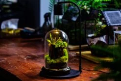 Glass Cloche Terrarium Bell Jar With Glass Base With Top Air Hole, With LED Grow Lamp Set, Glass Dome Planter Set For Plants 30 Glass Cloche Terrarium Bell Jar With Glass Base With Top Air Hole, With LED Grow Lamp Set, Glass Dome Planter Set For Plants -Ncyp Garden Sale Shop IMG 4966 1