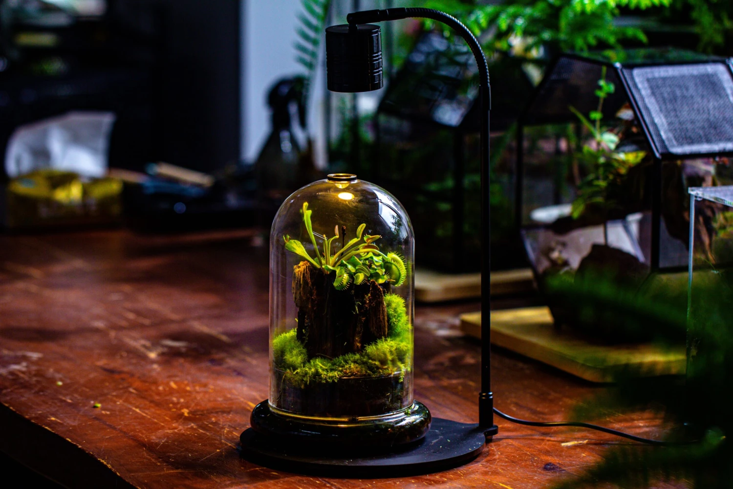 Glass Cloche Terrarium Bell Jar With Glass Base With Top Air Hole, With LED Grow Lamp Set, Glass Dome Planter Set For Plants 14 Glass Cloche Terrarium Bell Jar With Glass Base With Top Air Hole, With LED Grow Lamp Set, Glass Dome Planter Set For Plants - Image 14