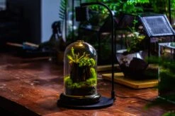 Glass Cloche Terrarium Bell Jar With Glass Base With Top Air Hole, With LED Grow Lamp Set, Glass Dome Planter Set For Plants 31 Glass Cloche Terrarium Bell Jar With Glass Base With Top Air Hole, With LED Grow Lamp Set, Glass Dome Planter Set For Plants -Ncyp Garden Sale Shop IMG 4967 1