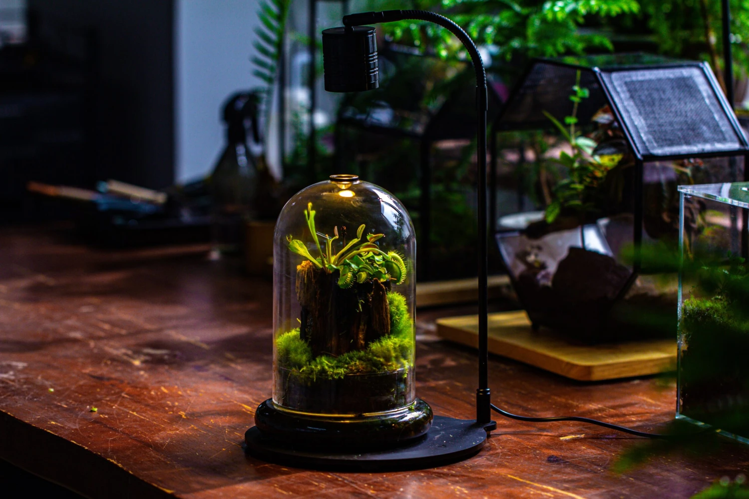 Glass Cloche Terrarium Bell Jar With Glass Base With Top Air Hole, With LED Grow Lamp Set, Glass Dome Planter Set For Plants 15 Glass Cloche Terrarium Bell Jar With Glass Base With Top Air Hole, With LED Grow Lamp Set, Glass Dome Planter Set For Plants - Image 15