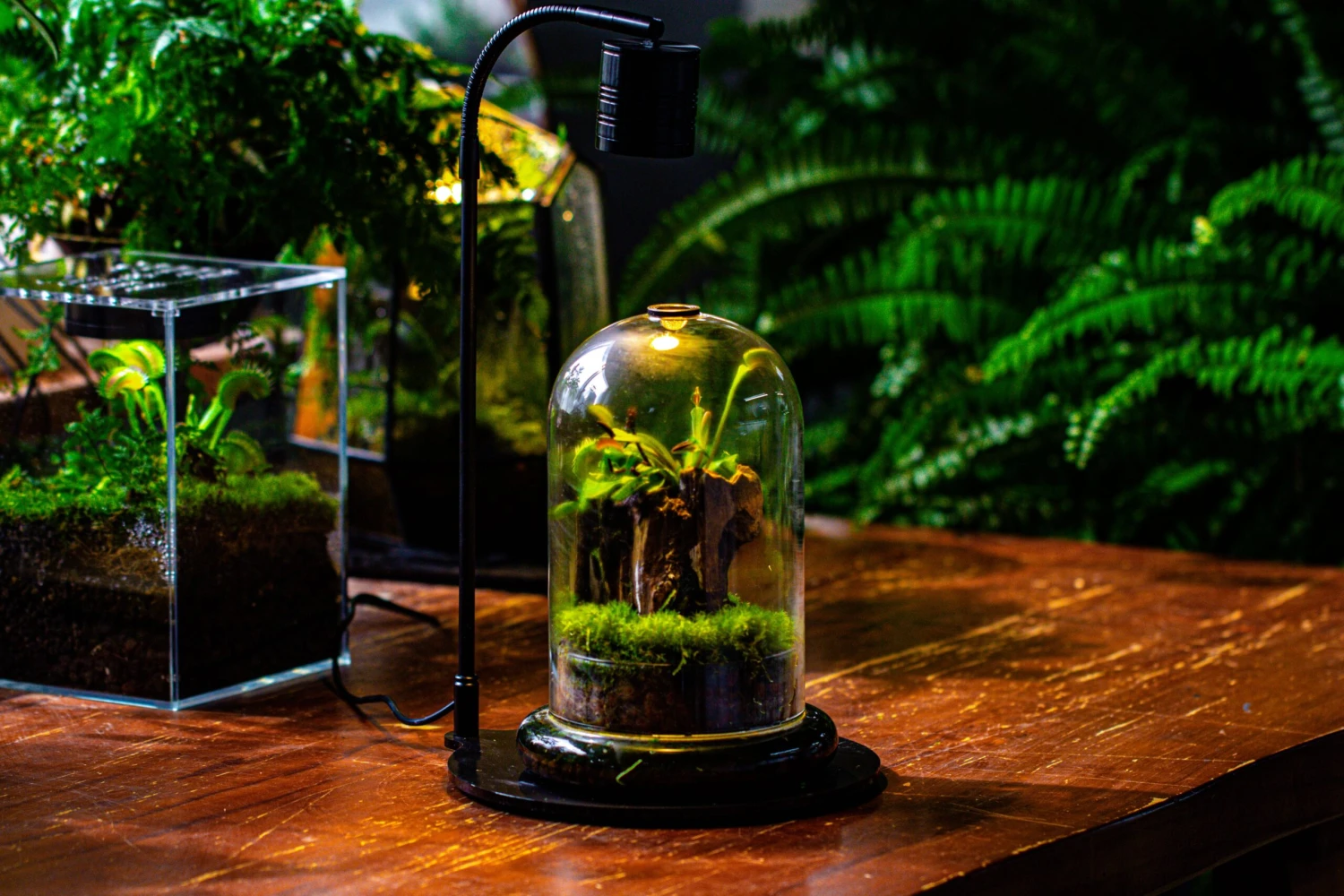 Glass Cloche Terrarium Bell Jar With Glass Base With Top Air Hole, With LED Grow Lamp Set, Glass Dome Planter Set For Plants 16 Glass Cloche Terrarium Bell Jar With Glass Base With Top Air Hole, With LED Grow Lamp Set, Glass Dome Planter Set For Plants - Image 16
