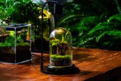 Glass Cloche Terrarium Bell Jar With Glass Base With Top Air Hole,Glass Dome Planter For Plants -Ncyp Garden Sale Shop IMG 4968