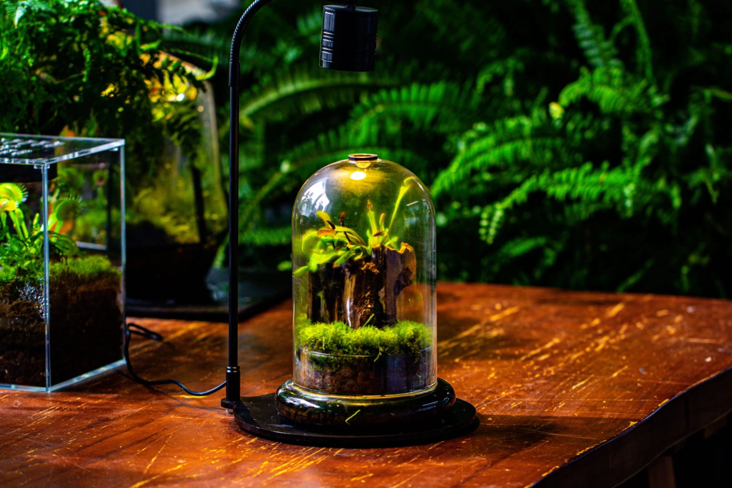 Glass Cloche Terrarium Bell Jar With Glass Base With Top Air Hole, With LED Grow Lamp Set, Glass Dome Planter Set For Plants 11 Glass Cloche Terrarium Bell Jar With Glass Base With Top Air Hole, With LED Grow Lamp Set, Glass Dome Planter Set For Plants - Image 11