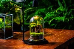 Glass Cloche Terrarium Bell Jar With Glass Base With Top Air Hole,Glass Dome Planter For Plants -Ncyp Garden Sale Shop IMG 4969
