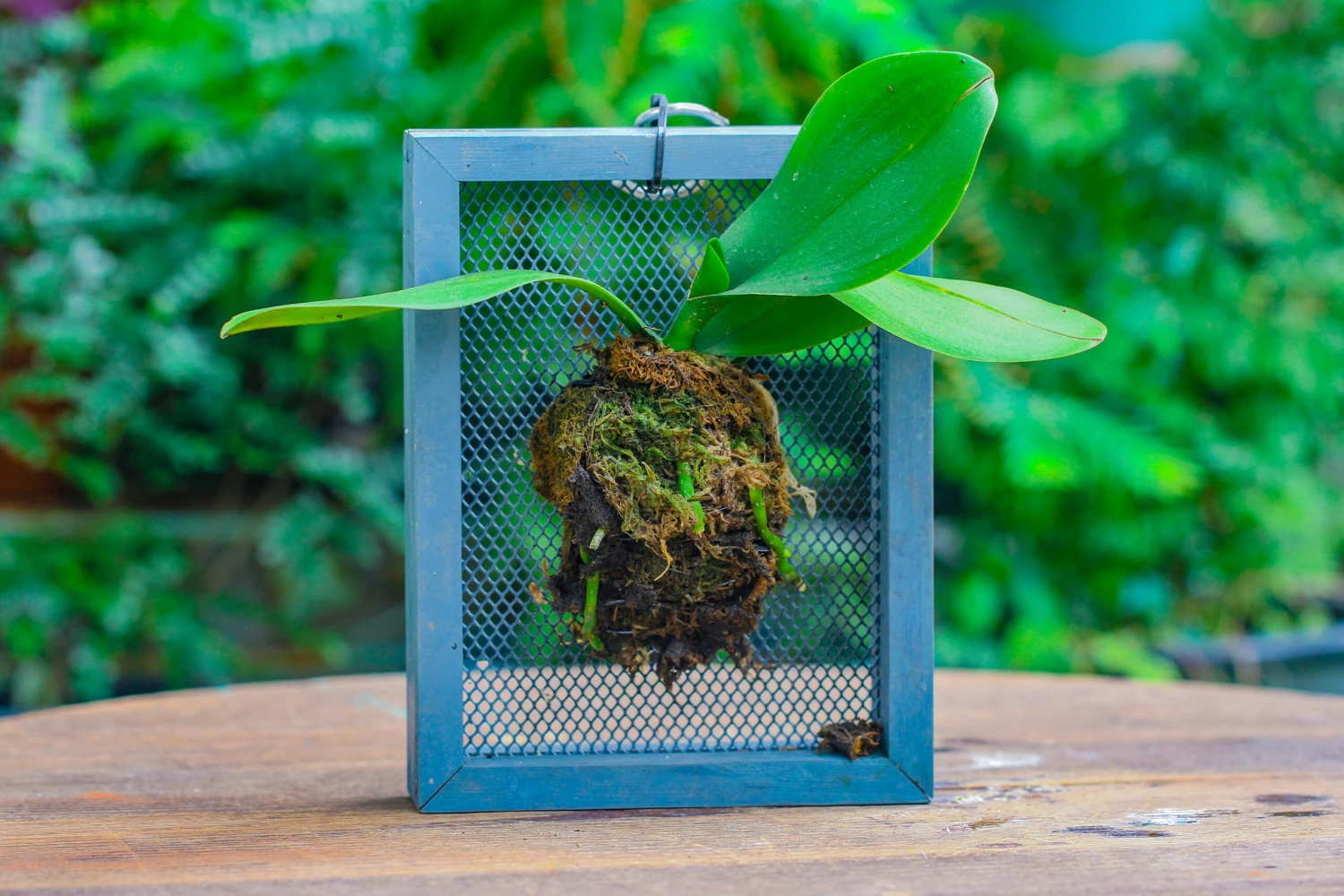 Dried Moss, 24L For DIY, Terrarium Building, Microlandscape, Orchid, Fern, Vertical Gardening 6 Dried Moss, 24L For DIY, Terrarium Building, Microlandscape, Orchid, Fern, Vertical Gardening - Image 6