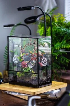 Close Geometric Glass Tin Terrarium With 3 Vents , 8x10" With Side Door, For Insects, Snail , Spider, Micro Landscape -with White Light Set -Ncyp Garden Sale Shop IMG 5021 acc6b888 8d11 4e41 9397 e683cd44d840