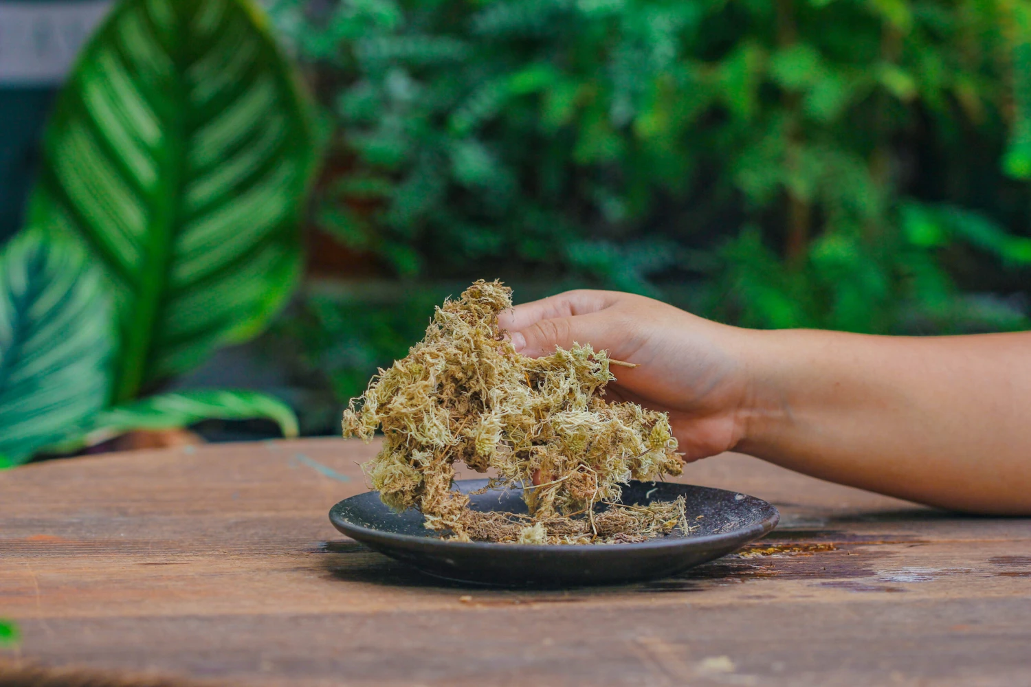 Dried Moss, 24L For DIY, Terrarium Building, Microlandscape, Orchid, Fern, Vertical Gardening 3 Dried Moss, 24L For DIY, Terrarium Building, Microlandscape, Orchid, Fern, Vertical Gardening - Image 3