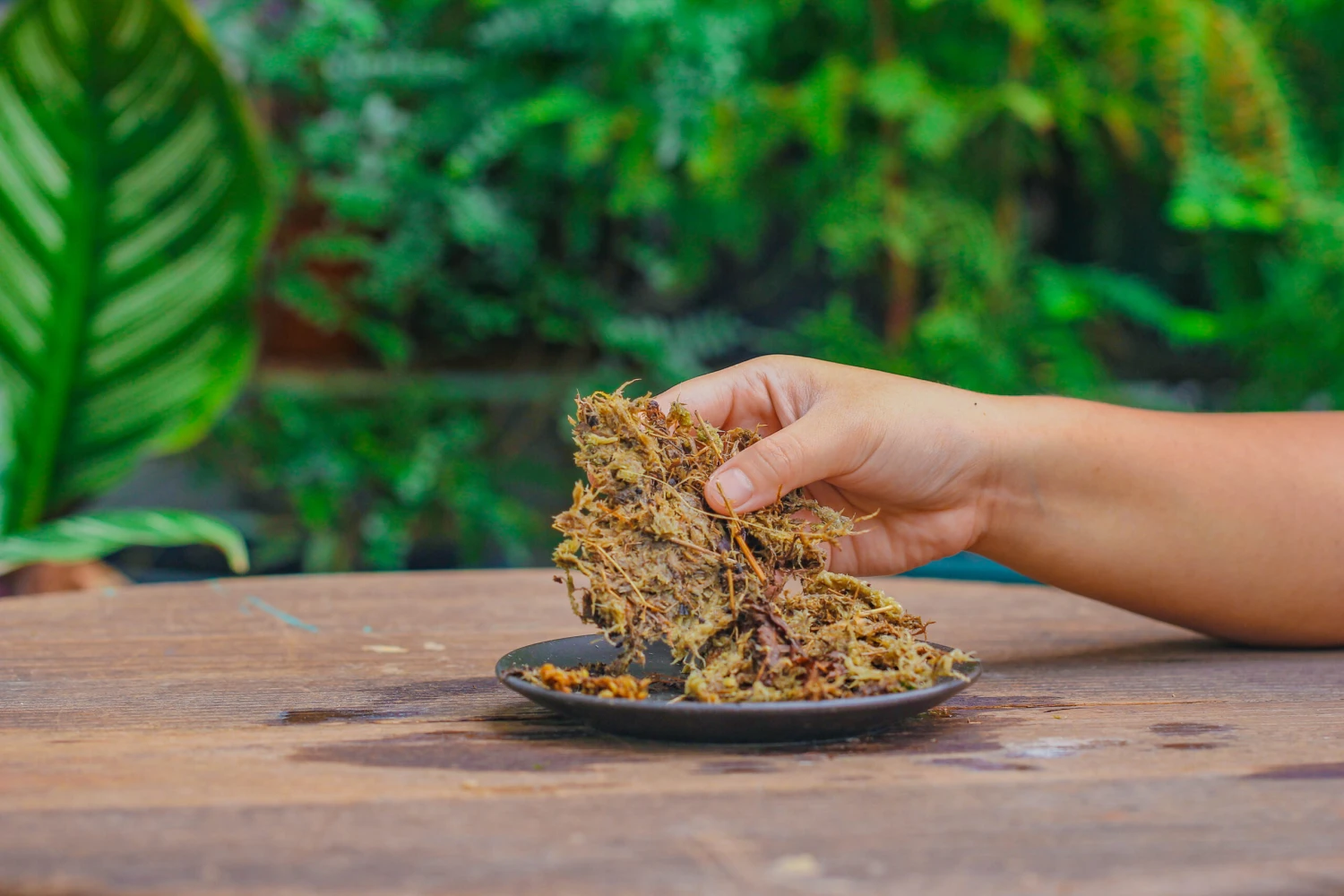 Dried Moss, 24L For DIY, Terrarium Building, Microlandscape, Orchid, Fern, Vertical Gardening 5 Dried Moss, 24L For DIY, Terrarium Building, Microlandscape, Orchid, Fern, Vertical Gardening - Image 5