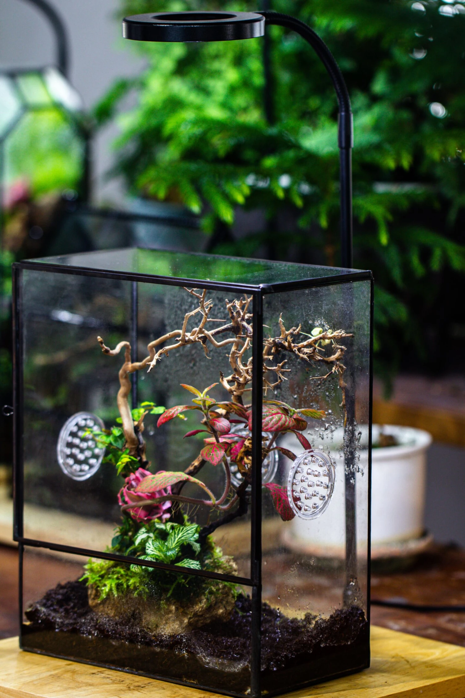 Close Geometric Glass Tin Terrarium With 3 Vents , 8x10" With Side Door, For Insects, Snail , Spider, Micro Landscape 4 Close Geometric Glass Tin Terrarium With 3 Vents , 8x10" With Side Door, For Insects, Snail , Spider, Micro Landscape - Image 4