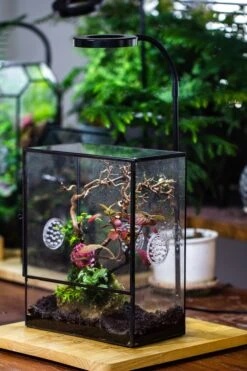 Close Geometric Glass Tin Terrarium With 3 Vents , 8x10" With Side Door, For Insects, Snail , Spider, Micro Landscape -with White Light Set -Ncyp Garden Sale Shop IMG 5031 2