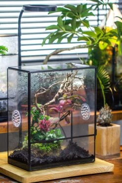 Close Geometric Glass Tin Terrarium With 3 Vents , 8x10" With Side Door, For Insects, Snail , Spider, Micro Landscape -with White Light Set -Ncyp Garden Sale Shop IMG 5033 7a5f804d f76c 4bbf 88ba 1289403212e2