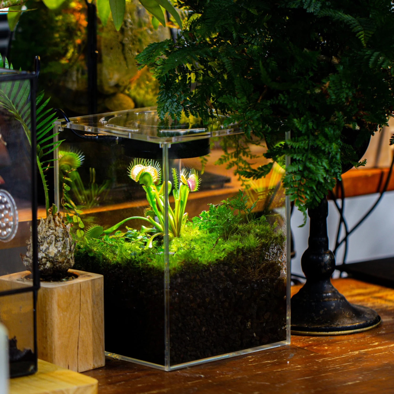 Watertight Glass Terrarium With LED Grow Light, Acrylic Lid For Carnivorous Plants-25x25x25cm / 9.8x9.8x9.8'' 2 Watertight Glass Terrarium With LED Grow Light, Acrylic Lid For Carnivorous Plants-25x25x25cm / 9.8x9.8x9.8'' - Image 2