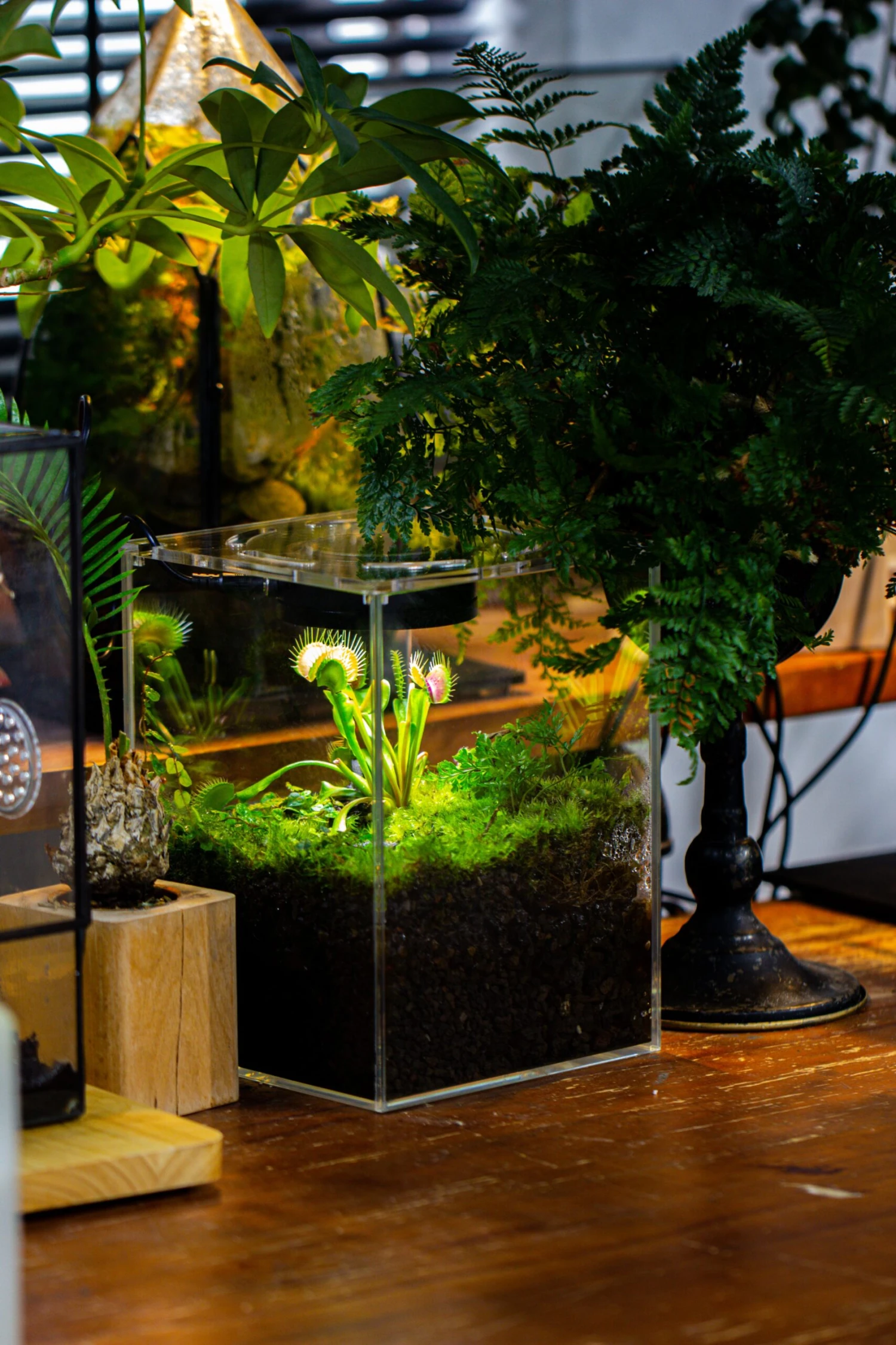 Watertight Glass Tank With LED Grow Light, Acrylic Lid, DIY Terrarium Kit-15x15x20cm / 5.9x5.9x7.8'' 5 Watertight Glass Tank With LED Grow Light, Acrylic Lid, DIY Terrarium Kit-15x15x20cm / 5.9x5.9x7.8'' - Image 5