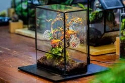 Close Geometric Glass Tin Terrarium With 3 Vents , 8x10" With Side Door, For Insects, Snail , Spider, Micro Landscape -with Warm Light Set -Ncyp Garden Sale Shop IMG 5040 e684860c 4ed8 43eb 88d1 b7f345ad8a91