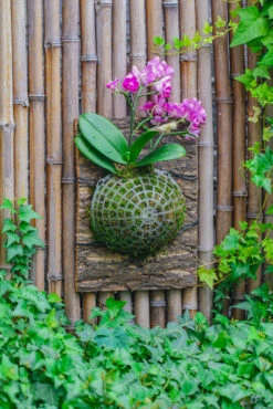 Environment Friendly Detachable Plastic Ball For Easy Moss Ball, Hanging Planters, Wall Mounted Planting Idea, Suitable For Orchid, Staghorn Fern 30 Sets -Ncyp Garden Sale Shop IMG 5054