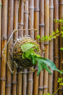 Dried Moss, 24L For DIY, Terrarium Building, Microlandscape, Orchid, Fern, Vertical Gardening 26 Dried Moss, 24L For DIY, Terrarium Building, Microlandscape, Orchid, Fern, Vertical Gardening -Ncyp Garden Sale Shop IMG 5116