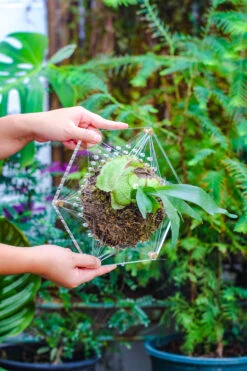 Dried Moss, 24L For DIY, Terrarium Building, Microlandscape, Orchid, Fern, Vertical Gardening 27 Dried Moss, 24L For DIY, Terrarium Building, Microlandscape, Orchid, Fern, Vertical Gardening -Ncyp Garden Sale Shop IMG 5129