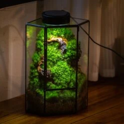Small Version Handmade Glass Terrarium With Door For Plant, Moss Wall, Closed Geometric Tin Pentagon Planter -Ncyp Garden Sale Shop IMG 5143.1